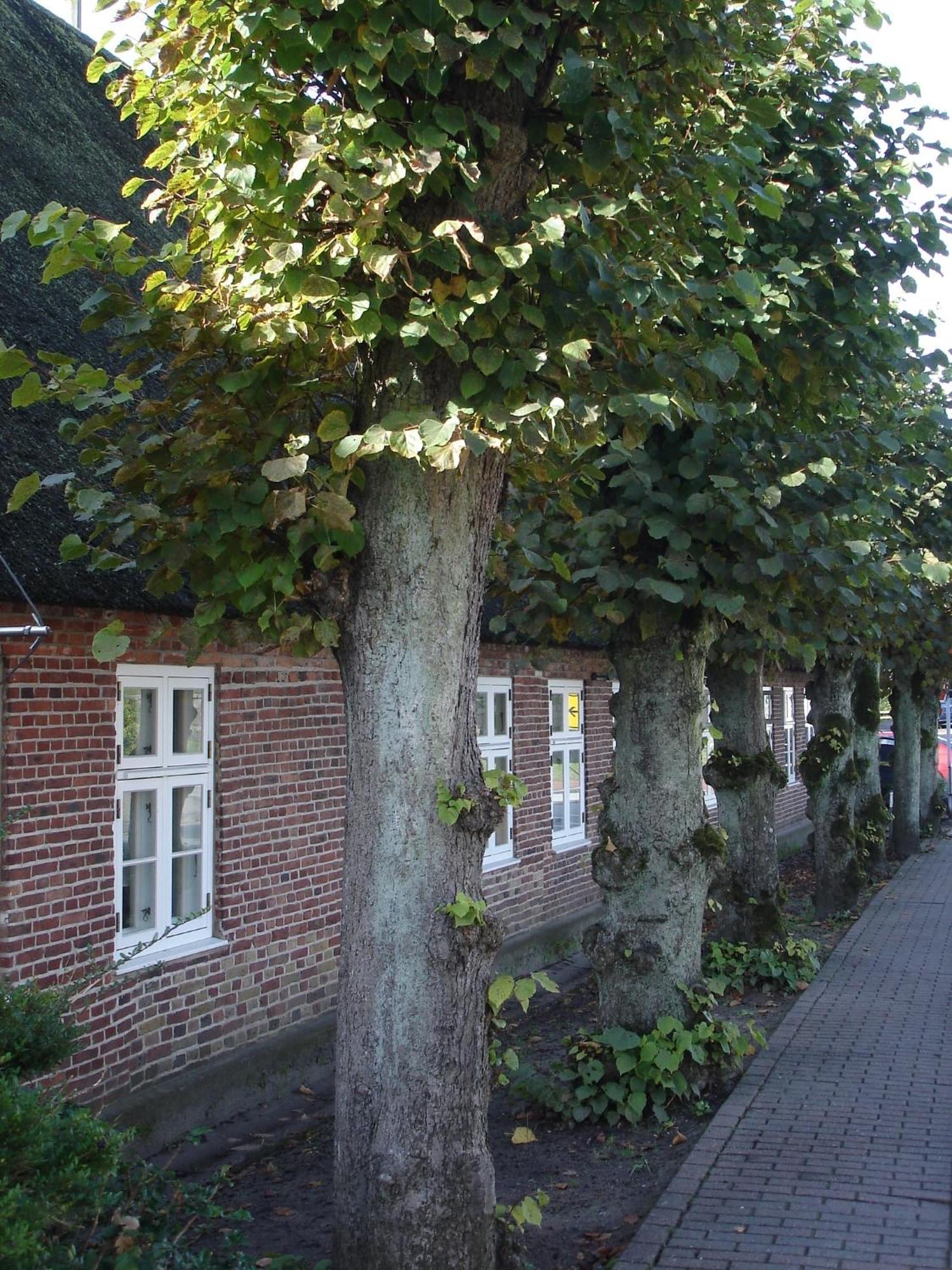 Tetens Gasthof Süderlügum Zewnętrze zdjęcie